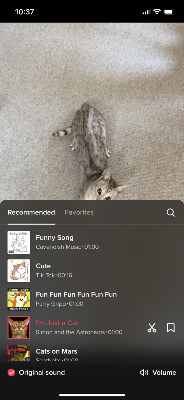 recommend sounds over cat video