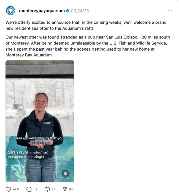 Monterey Bay aquarium welcoming new sea otter